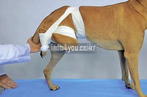 강아지 고관절 탈구 치료 회복
