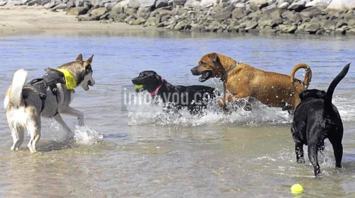 물놀이 하는 강아지들